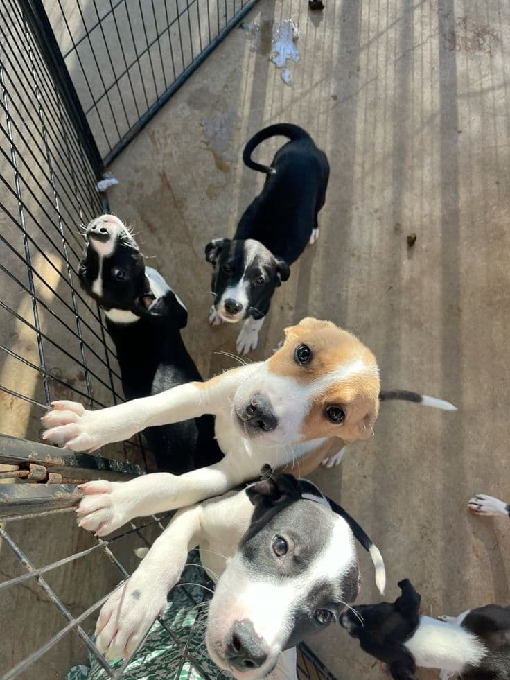 Help animals
