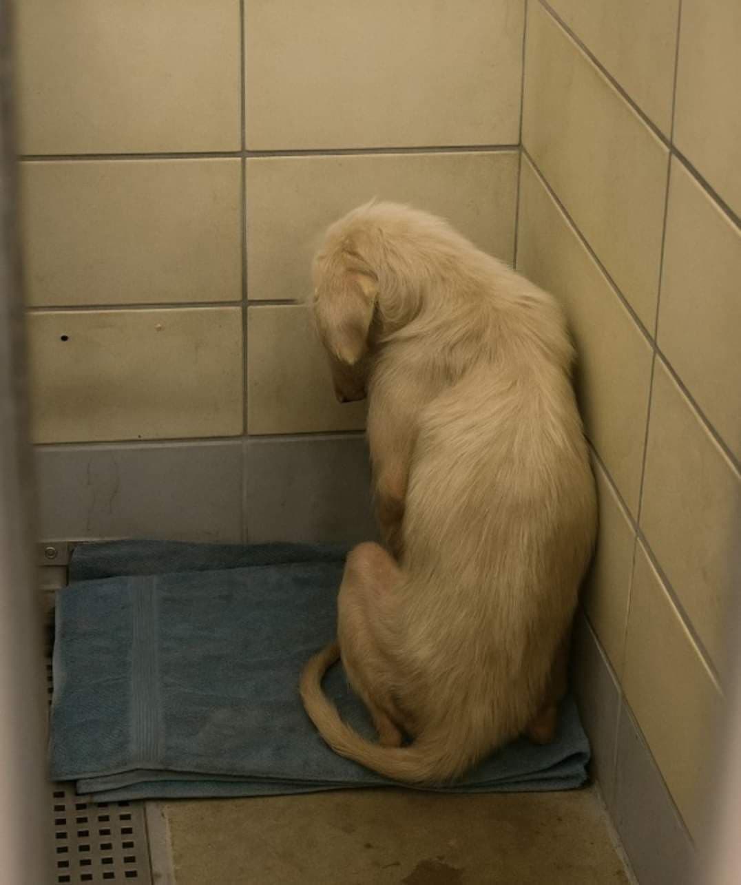Rescue dog
