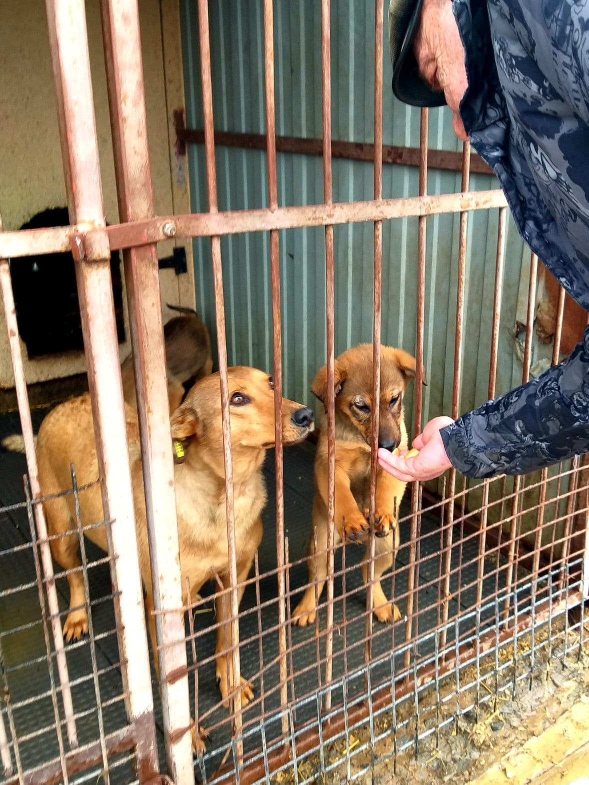 Dogs in shelter
